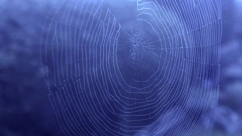 A spider’s web, lit up in the moonlight outside. Stock Footage 162677894