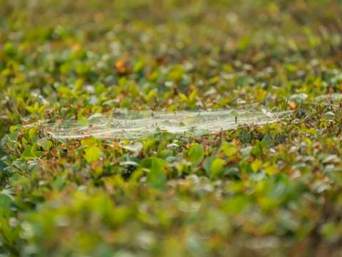 Spiders web on meadow Stock Photos