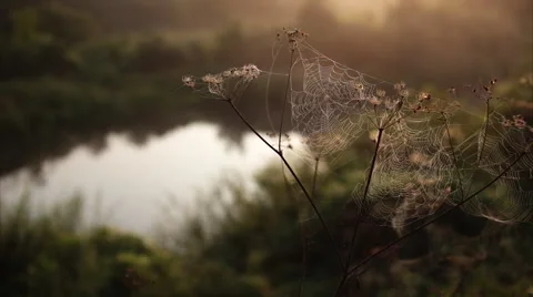 Spider's web morning dawn river Stock Footage 66203792