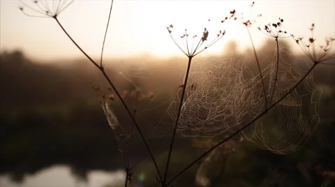 Spider's web morning dawn river Video stock 66203830