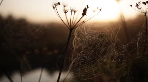 Spider's web morning dawn river 스톡 동영상 66203870