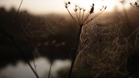 Spider's web morning dawn river Stock-Footage 66204099