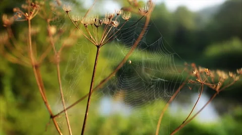 Spider's web morning dawn river Stock Footage 66204398