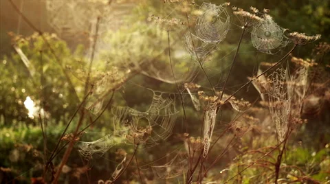 Spider's web morning dawn river Stock-Footage 66204442