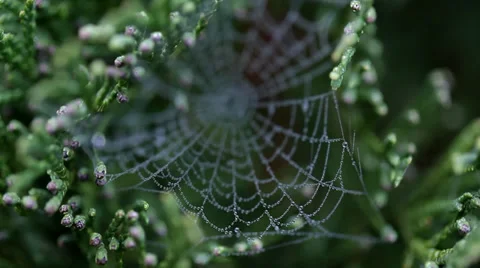 Spiders web in the morning Stock Footage 36646833