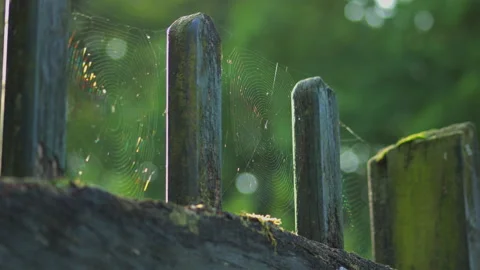 A spider's web moves in the wind on a village fence. 4K Video Stock Footage 251908382