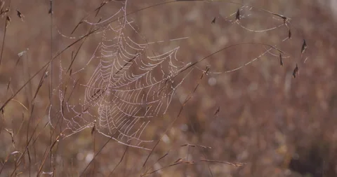 Spider's web moving  on tall dry grass in foggy savannah Stock Footage 314782682