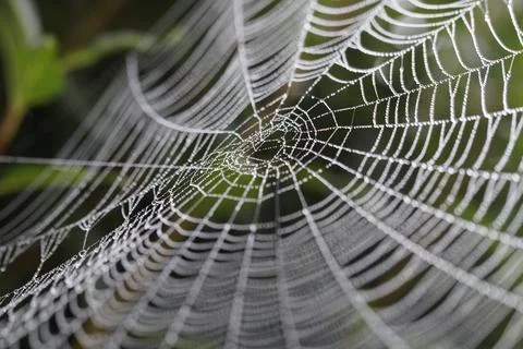 Spiders web in nature Stock Photos