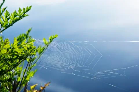 Spider´s web Stock Photos