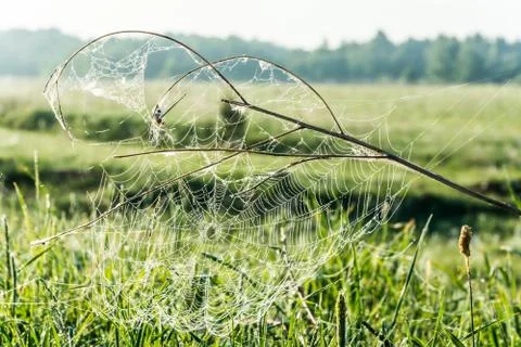 A spider's web. Stock Photos