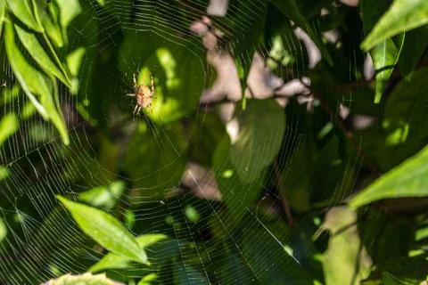 The Spider's Web 库存照片