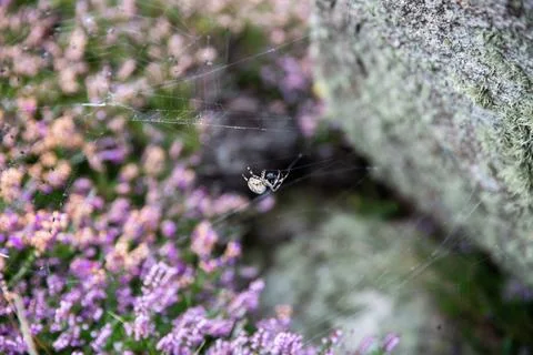 Spiders Web Stock Photos