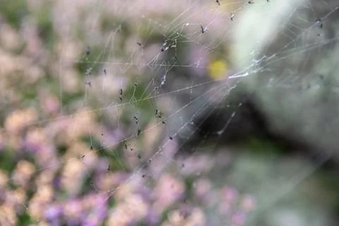 Spiders Web Stock Photos