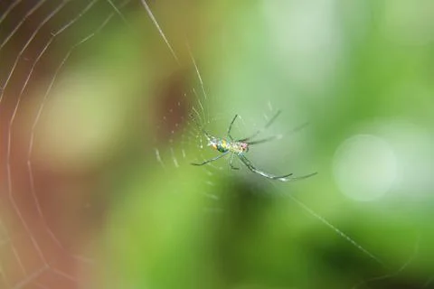 Spider's Web Stock Photos