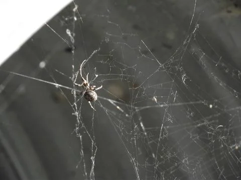 Spider's web Stock Photos