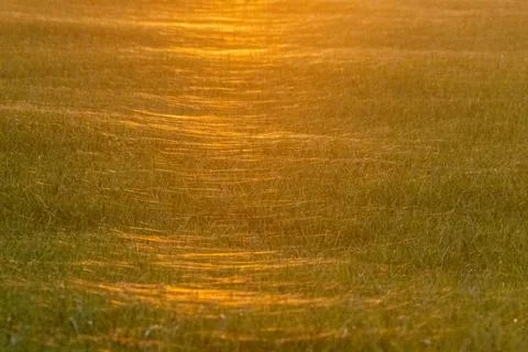Spiders web reflected in a setting sun Foto stock