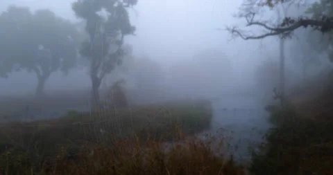 Spider's web set against the backdrop of a foggy forest river Stock Footage 218176206