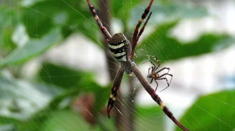 Spiders on web. Smaller one moves around the larger one. Video stock 67553819