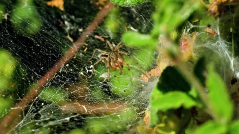 Spider's web. Spider spinning a web between branches of tree. Greece. 4K 库存影片 119814024