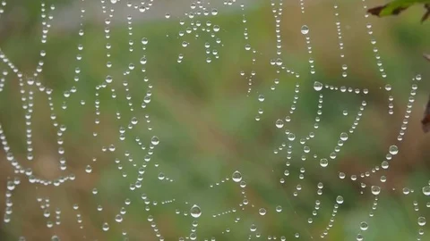 A Spiders Web. A Spiders Web Wet From The Morning Mist Stock Footage 83032280