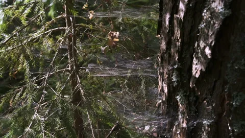 Spider's web on spruce branches in forest in autumn day, closeup view. Stock Footage 145073581