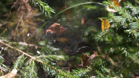 Spider's web on spruce branches in forest, closeup macro view. Stock Footage 145974355