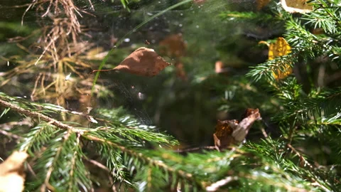 Spider's web on spruce branches in forest, closeup macro view. Stock Footage 146332927