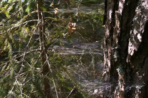 Spider's web on spruce branches in forest in autumn day, closeup view. Stock Photos
