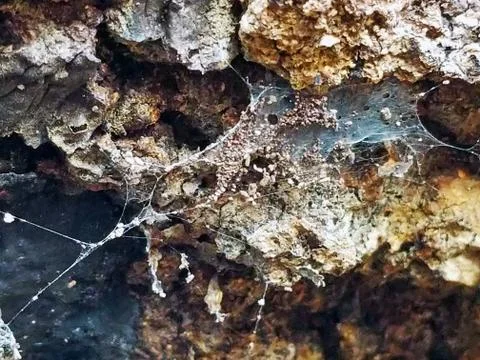 Spider's Web Spun onto Decaying Tree Log Stock Photos