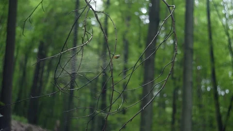 Spiders Web in the Sun Stock Footage 171242739