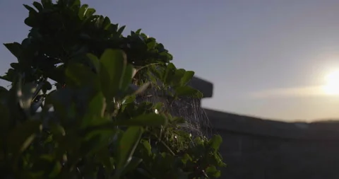 Spiders Web at Sunset Video stock 205518279