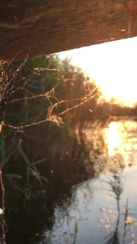Spiders Web at Sunset in Reeds by a River Stock Footage 314710956