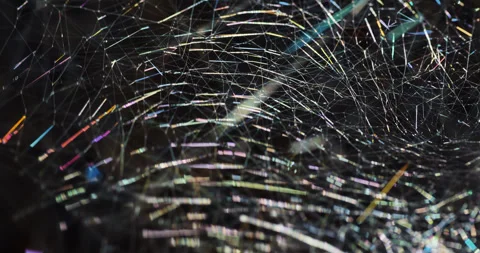 The spider's web sways in the wind and shimmers in the sunlight. Stock Footage 312219396