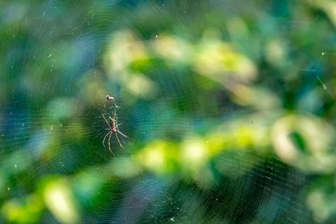 Spiders in a web on a tree in nature Stock-Fotos