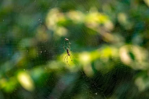 Spiders in a web on a tree in nature Stock-Fotos