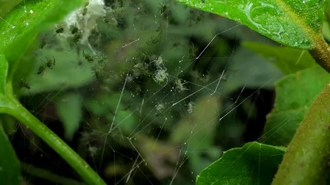 Spiders on web in tropical rain forest Video stock 84317235