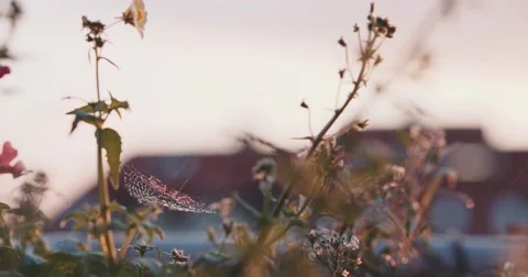 A Spiders Web with Water Drops during Sunset. Slow Motion 120 fps, 4K DCi. 動画素材 62934148