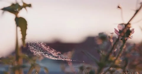 A Spiders Web with Water Drops during Sunset. Slow Motion 120 fps, 4K DCi. Vidéo 62934171