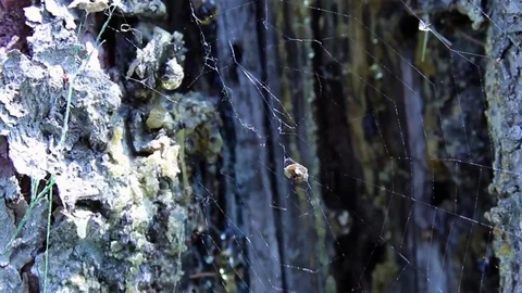 Spider's web in the wind Stock-Footage 76430730