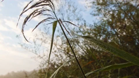 Spiders webb in the morning sun between reed with wonderful blue sky Stock Footage 194164368