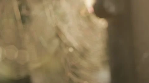 Spiders' Webs coming into focus Stock Footage 12274071