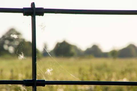 Spider's Webs Stock Photos