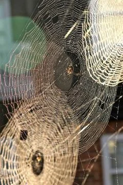 Spiders webs Stock Photos