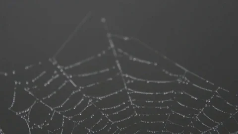 Spiderweb against black background Stock Footage 83861095