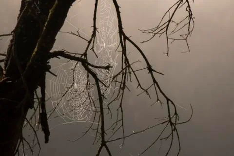 Spiderweb among some branches Stock Photos