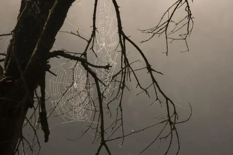 Spiderweb among some branches Foto stock