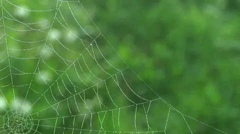 Spiderweb and green grass 01 Stock Footage 63849628