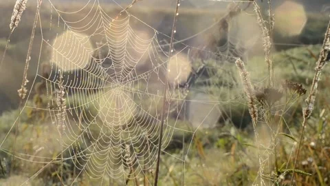 Spiderweb and sun glare. Stock Footage 282079129