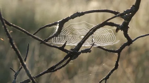 Spiderweb attached to branch moving slightly on early morning Stock Footage 54552010