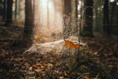 Spiderweb in an autumn forest Stock Photos